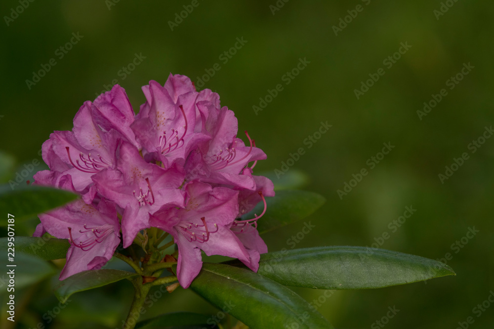 pink rhododendron flower on green background