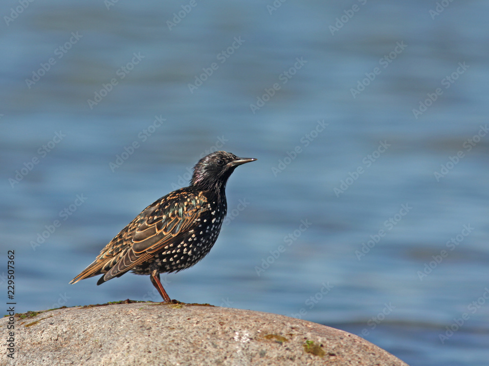 The common starling, European starling, Sturnus vulgaris The common starling, European starling, Sturnus vulgaris