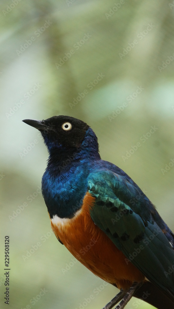 The golden-breasted starling is a small bird with a bright, blue tail and a blue back. It has a green head, white eyes, blue-violet wings, and a yellow breast, belly, and upper tail covers. The golden-breasted starling is a small bird with a bright, blue tail and a blue back. It has a green head, white eyes, blue-violet wings, and a yellow breast, belly, and upper tail covers.