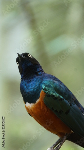 	The golden-breasted starling is a small bird with a bright, blue tail and a blue back. It has a green head, white eyes, blue-violet wings, and a yellow breast, belly, and upper tail covers.