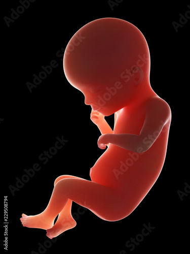 3d rendered medically accurate illustration of a fetus - week 19 photo