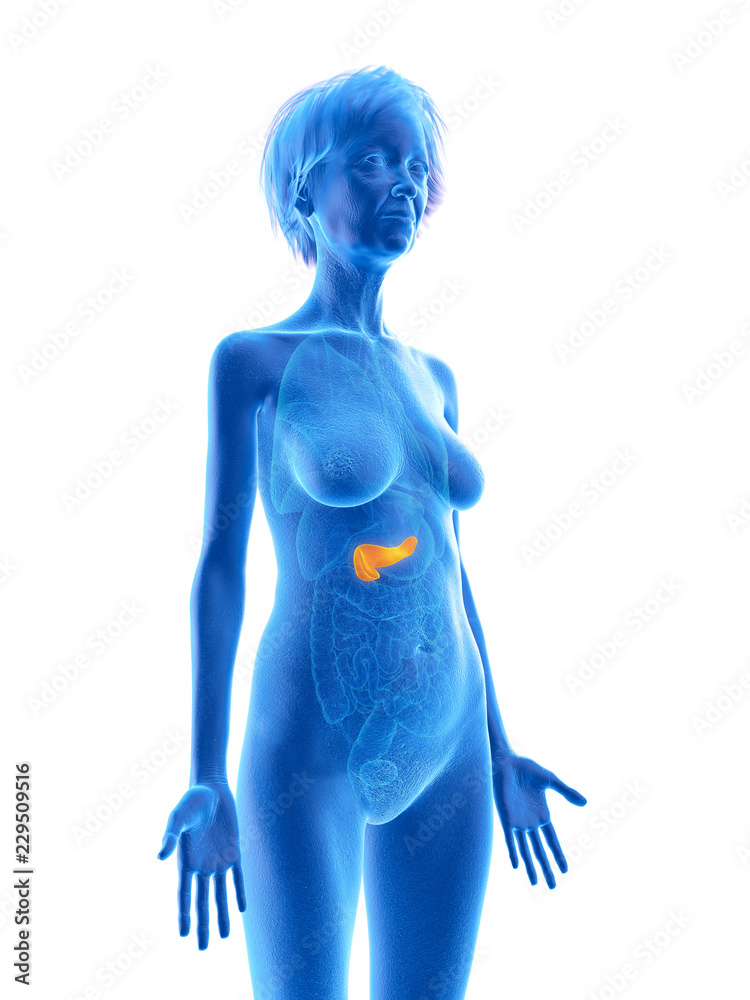 3d rendered medically accurate illustration of an elder females pancreas 3d rendered medically accurate illustration of an elder females pancreas