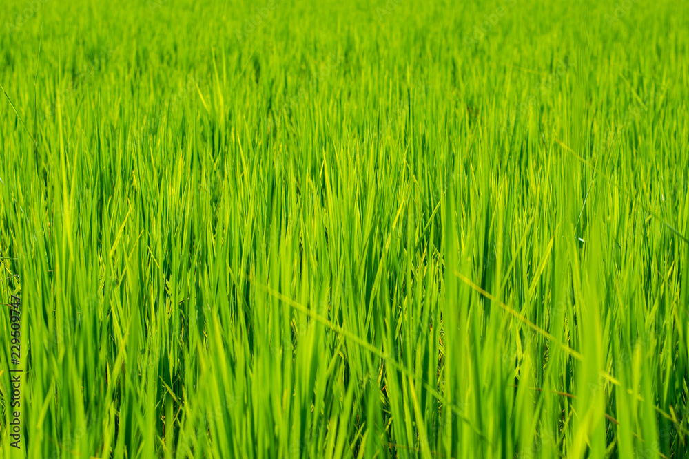 Green rice field