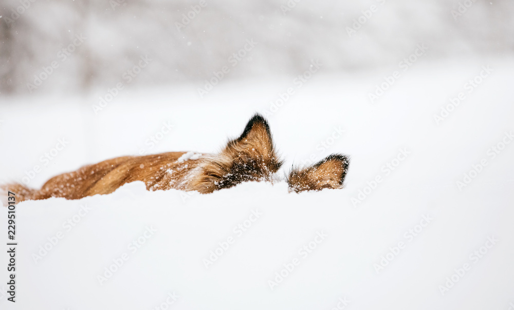 A red-haired and funny Border Collie dog hid in the snow. Only ears are visible.
A red-haired and funny Border Collie dog hid in the snow. Only ears are visible.