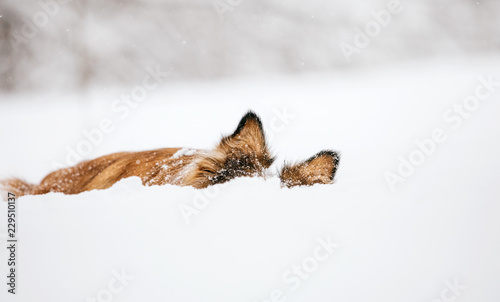 A red-haired and funny Border Collie dog hid in the snow. Only ears are visible. 