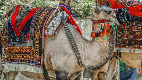 camel photo