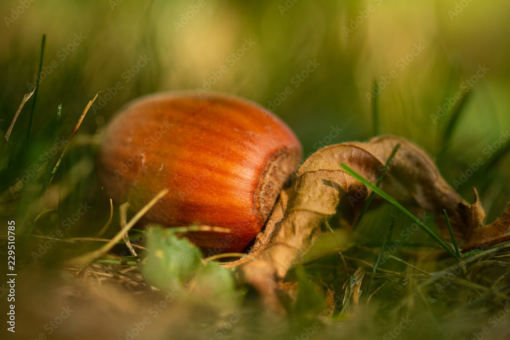 Fallen hazelnut on grass in autumn colours Fallen hazelnut on grass in autumn colours