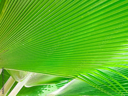 Texture of Palm leaves or Yarey or Copernicia baileyana. It is an ornamental plant which is grown in the garden to decorate photo