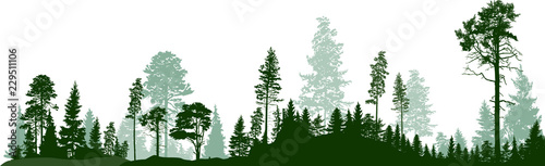 panorama of high green fir trees forest on white