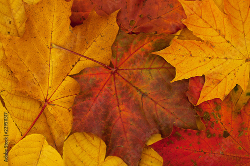 beautiful bright colorful fallen maple leaves