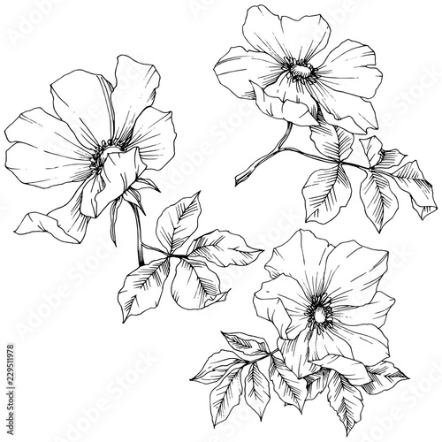 Wildflower rosa canina in a vector style isolated. Black and white engraved ink art. Vector flower for background, texture, wrapper pattern, frame or border.