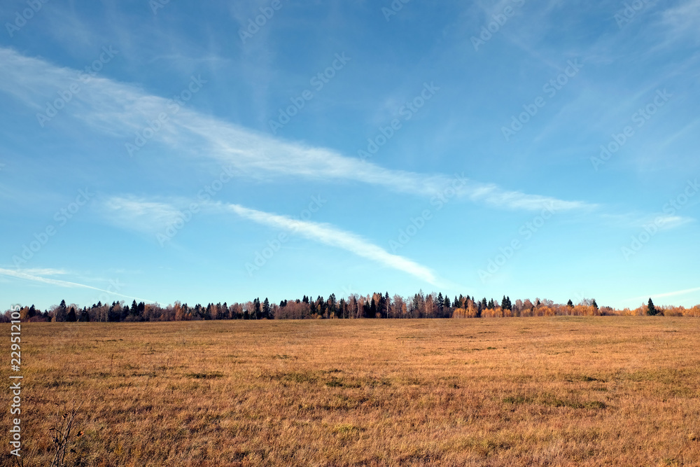 Panoramic countryside landscape with field and forest at far under beautiful blue sky with white clouds in golden autumn on sunny day