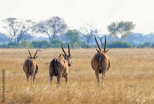 Three Shy Eland - Taurotragus oryx - walk across the dry empty Linkwasha plains in Hwange National Park  Zimbabwe