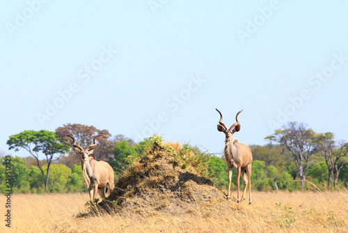 Two Male Kudu Antelopes standing next to a termite mound on the dry Plains of Africa, Hwange National Park, Zimbabwe