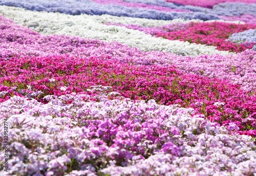 Purple, pink carpet of Phlox Subulata (creeping phlox, moss phlox, moss pink, or mountain phlox) flowers.
