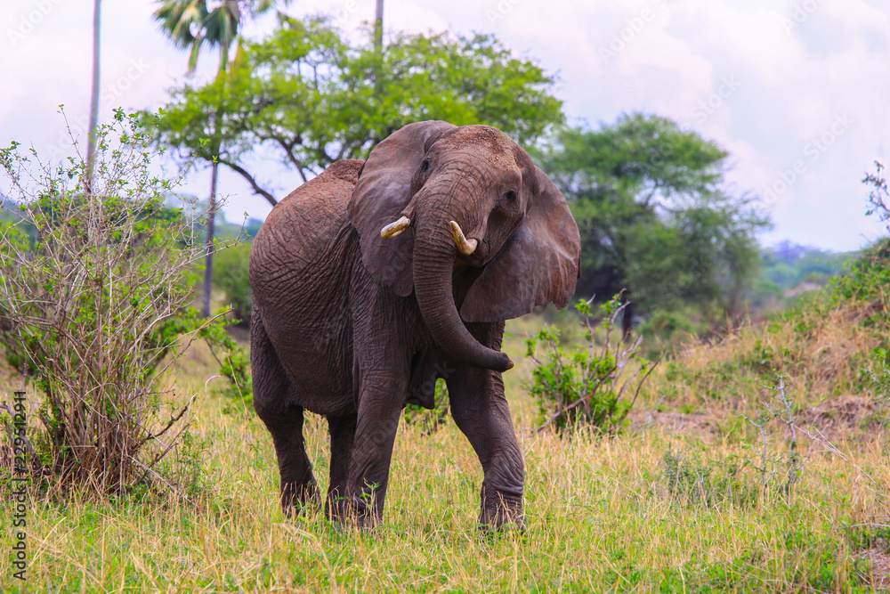 Elephant in Tarangire national Park / Elephant in Tarangire national Park