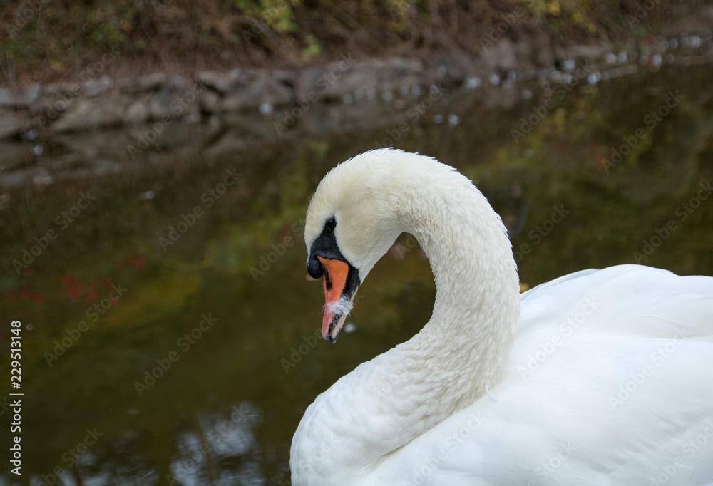 white swan cleaning it's feathers in a pond, close-up white swan cleaning it's feathers in a pond, close-up
