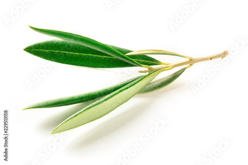 Fototapeta Naklejka Na Ścianę i Meble -  A photo of a vibrant green olive tree branch on a white background