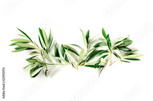An overhead photo of a flourish of olive tree branches with copy space, a border, shot from above on a white background