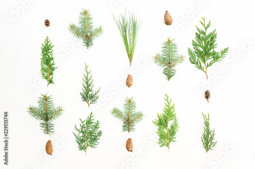 Christmas background of winter trees on white background. Christmas or New year composition. Flat lay, top view