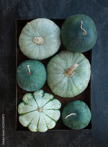 Melons - pumpkins, Patisson (squash), watermelons in a metal box on a dark background