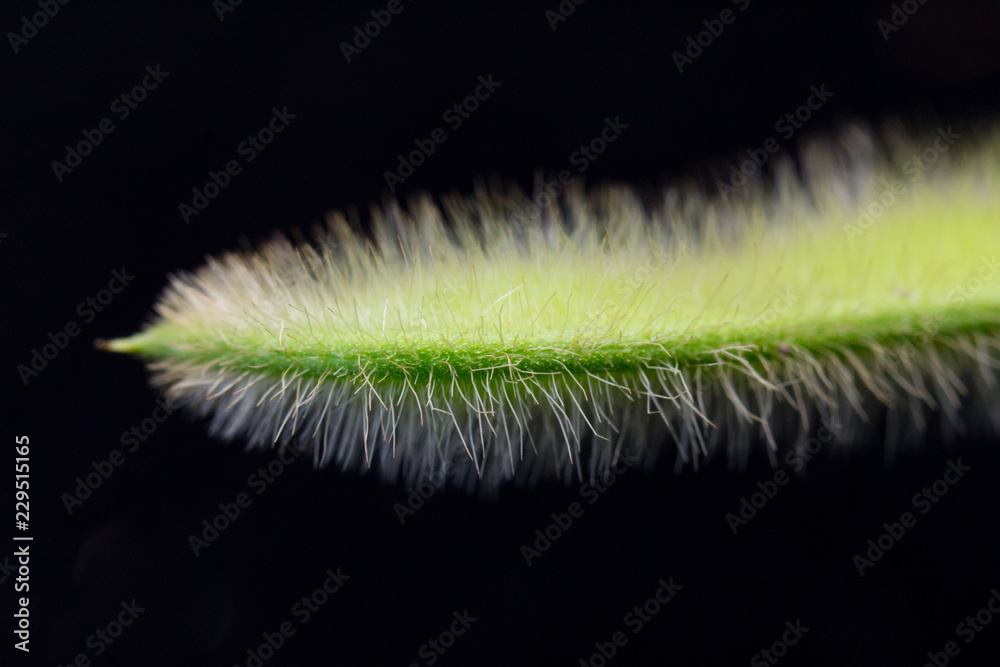 soybean pod nearing full seed R6 - on black background