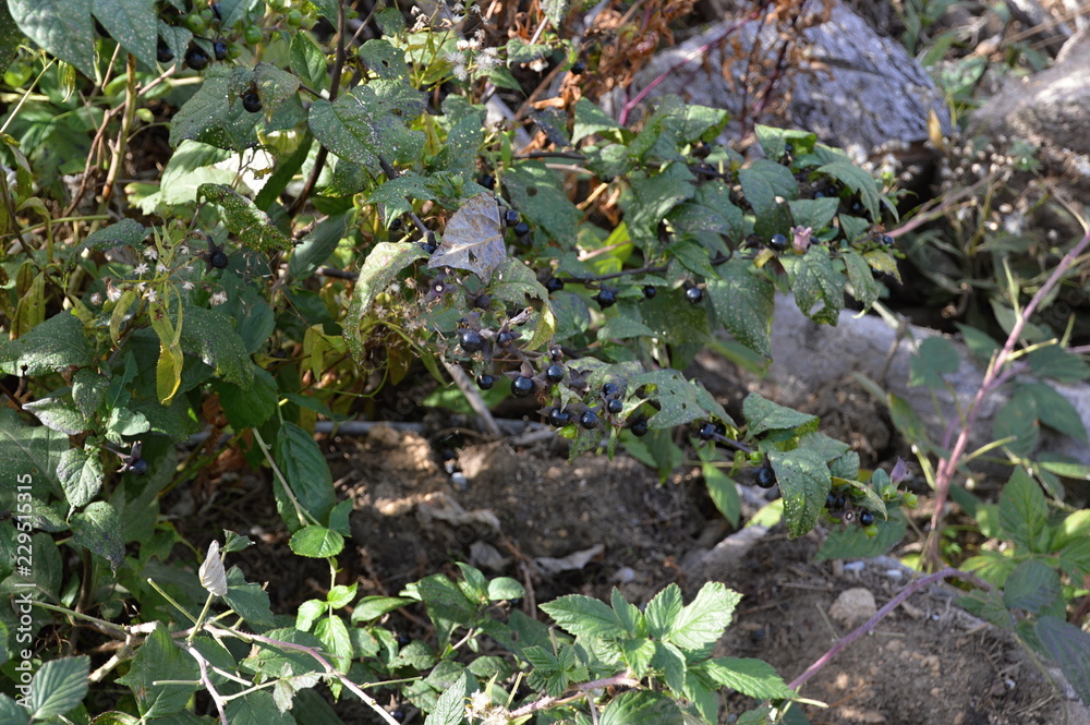 Herbst im Harz, Sachsen - Anhalt