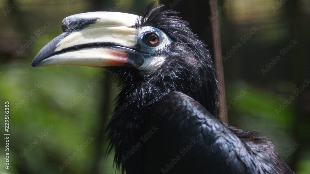 Obraz premium The oriental pied hornbill (Anthracoceros albirostris) is an Indo-Malayan pied hornbill, a large canopy-dwelling bird belonging to the Bucerotidae family.