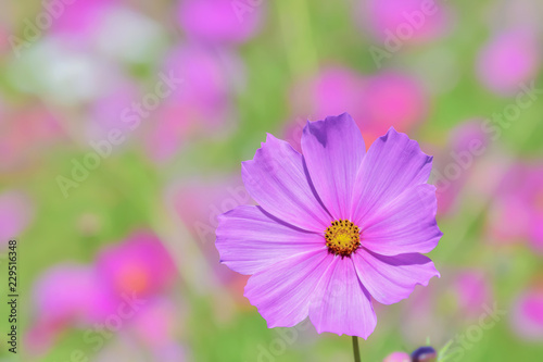コスモスの花