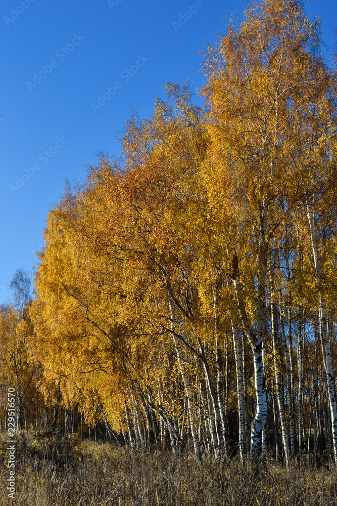 Fototapeta premium Golden birch leaves on vibrant blue sky background in autumn