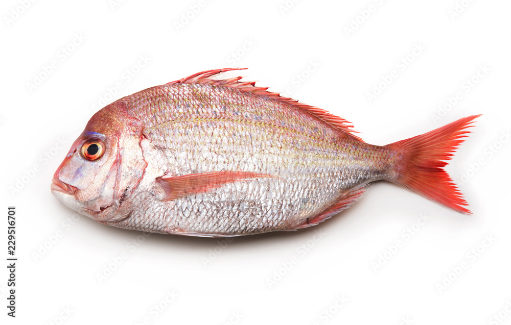 Sea breams ( sea breams / porgies or Sea bass Tai) isolated on white. Fish used for Sushi and othe Japanese dishes.. Sea breams ( sea breams / porgies or Sea bass Tai) isolated on white. Fish used for Sushi and othe Japanese dishes..