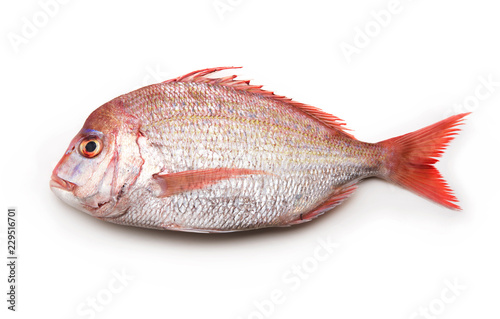 Sea breams ( sea breams / porgies or Sea bass Tai) isolated on white. Fish used for Sushi and othe Japanese dishes..