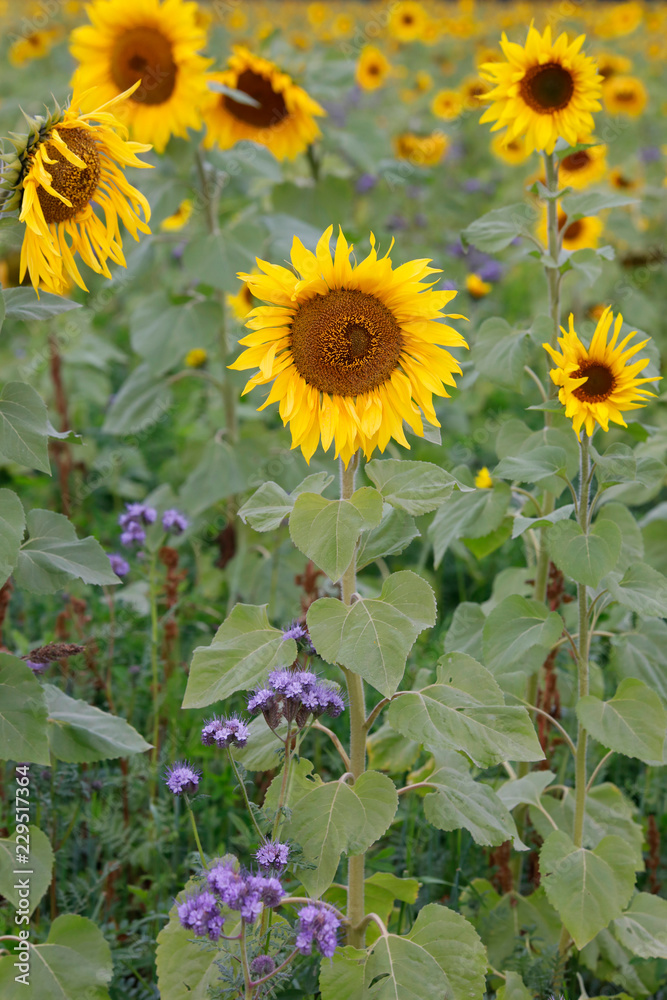 Fototapeta premium Sonnenblumen-Feld (Helianthus annuus), 