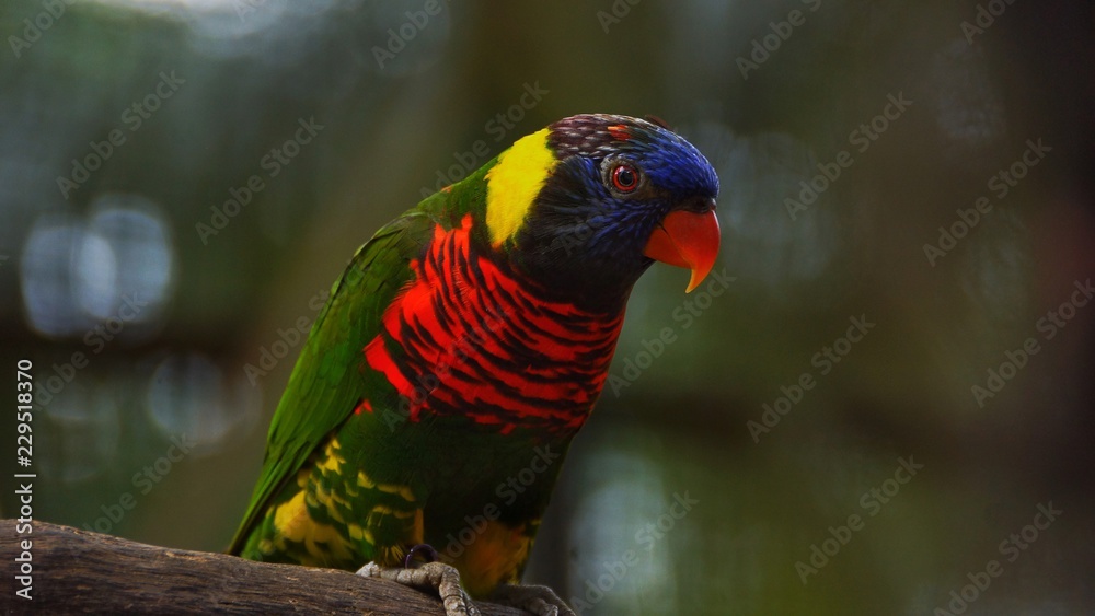 Naklejka premium Loriinae or lorikeet are rainbow lory which are small birds, mostly of bright colors and inhabitants of Oceania and the islands of Southeast Asia. 