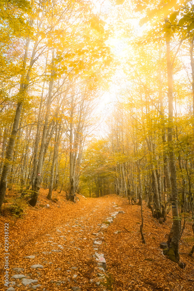 Obraz premium Beautiful morning in the misty autumn forest with sun rays