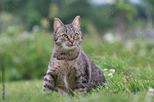 Beautiful tabby cat sitting in the grass . Felis silvestris