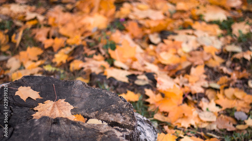 Abstract background of autumn leaves