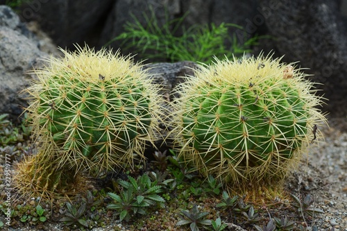 Golden barrel cactus