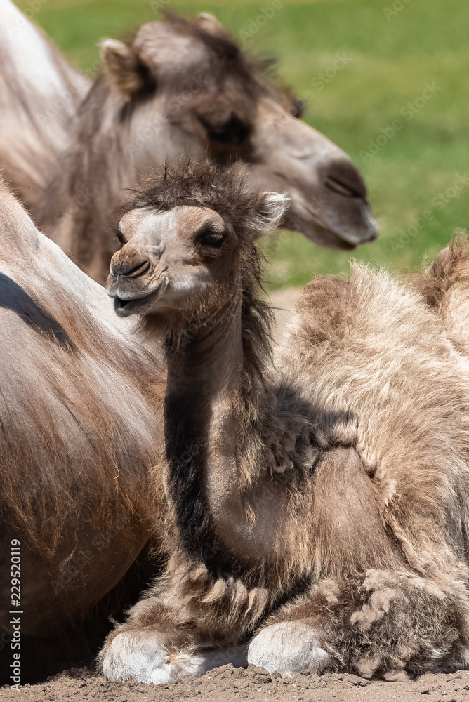 Bactrian camel, funny baby lying 
