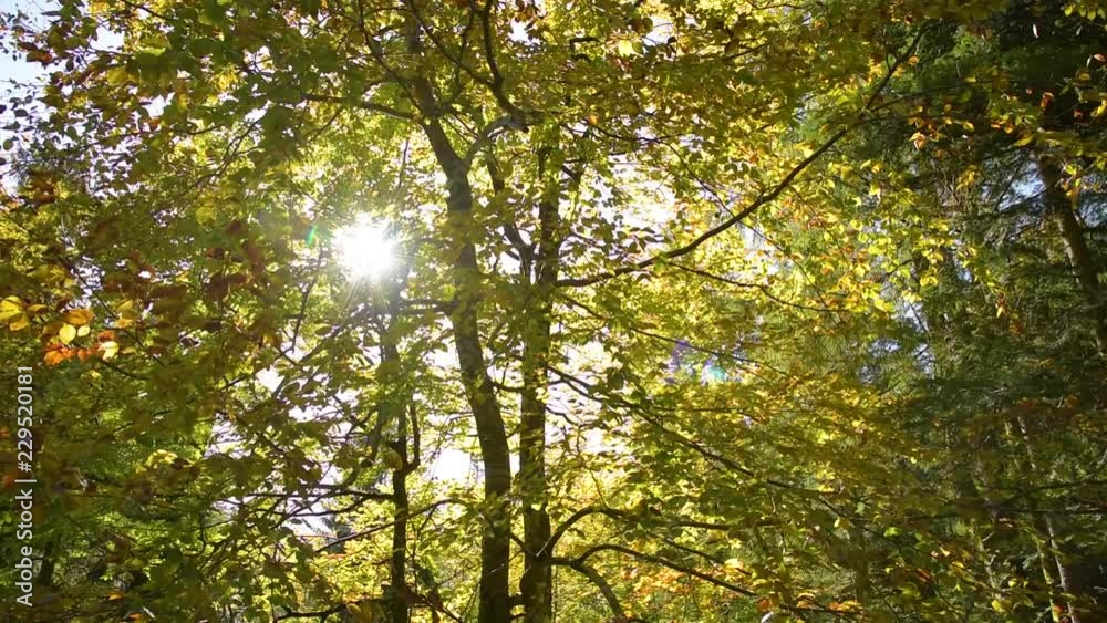 Autumn In the Forest Sunlight