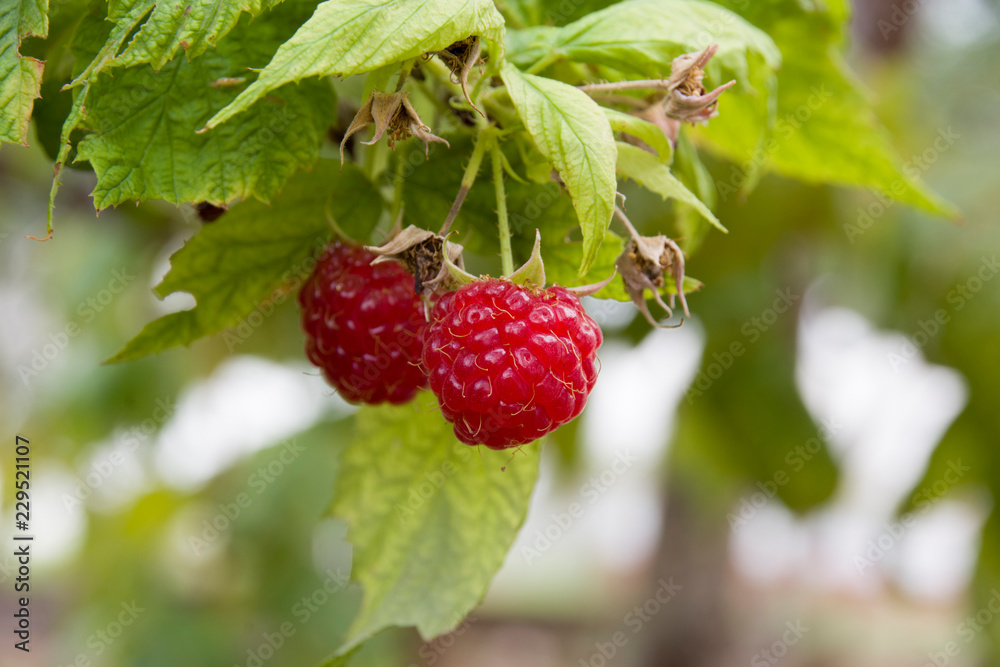 Rubus idaeus (red rasberry) fruit close up Rubus idaeus (red rasberry) fruit close up