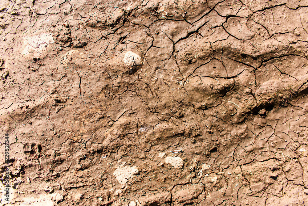 Texture of dried mud on top Texture of dried mud on top