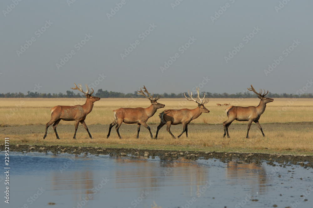 Fototapeta premium Group of four wild red deer males walkes in a row by a dry wild steppe along the lake shore