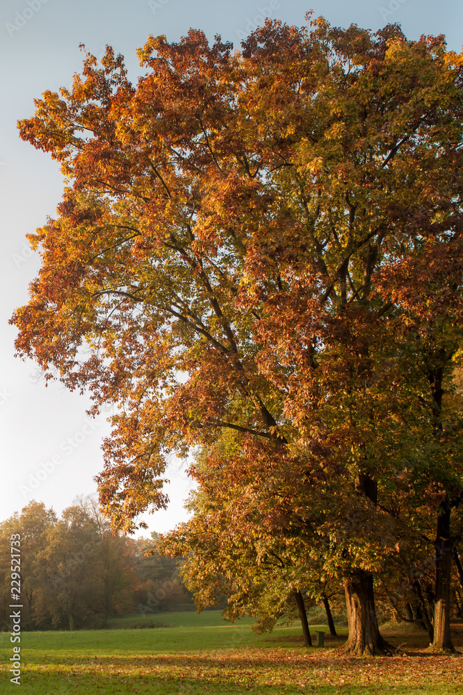 Falling season autumn Falling season autumn