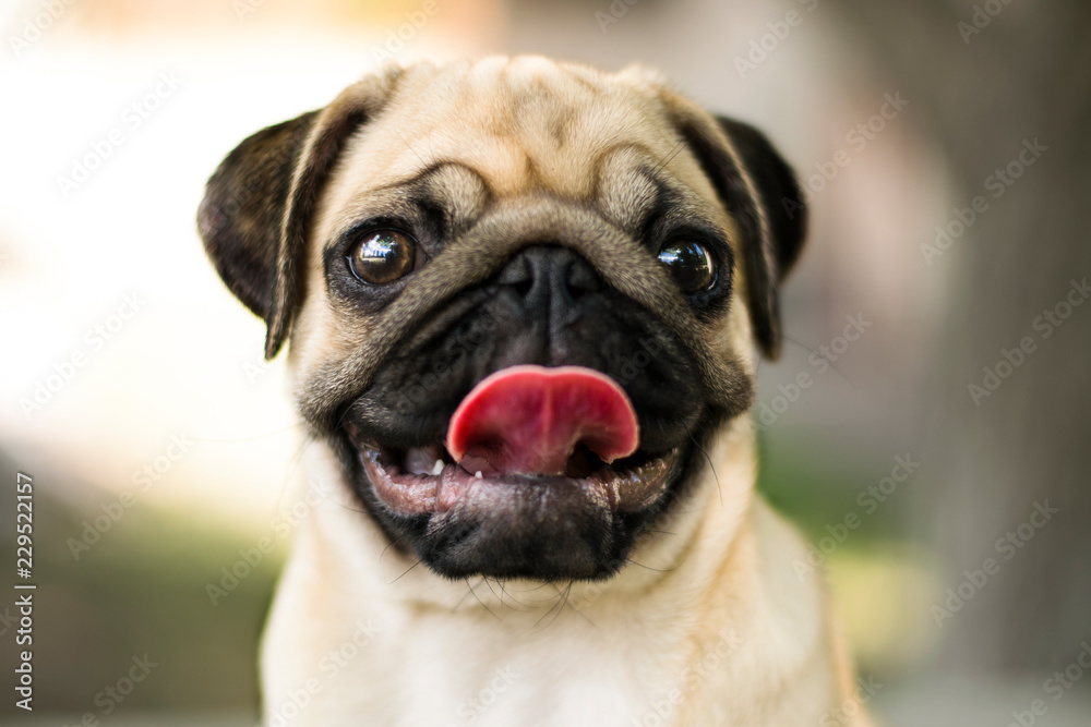 Cute portrait of a puppy pug. Puppy pug outdoors. Pug play in the park.