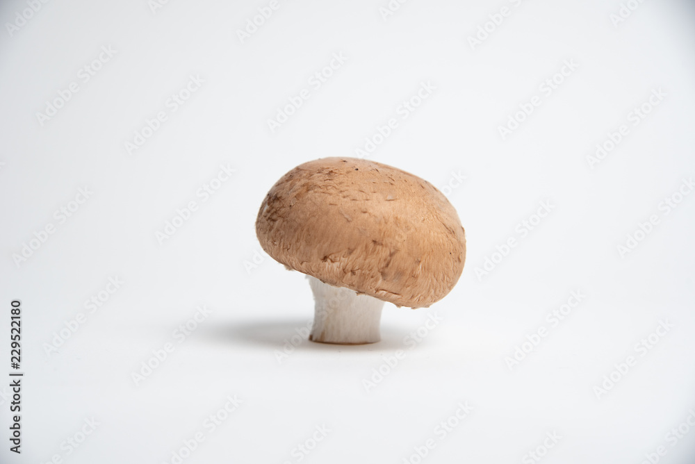 Champignon und weißer Hintergrund Champignon und weißer Hintergrund