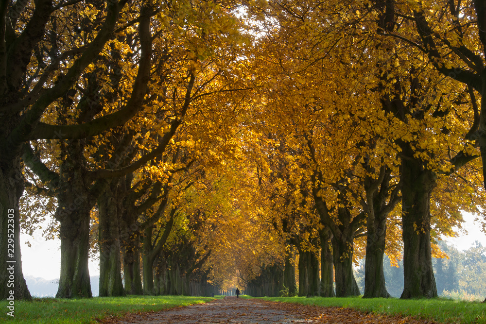 Spaziergang durch die Baumallee im Herbst Spaziergang durch die Baumallee im Herbst