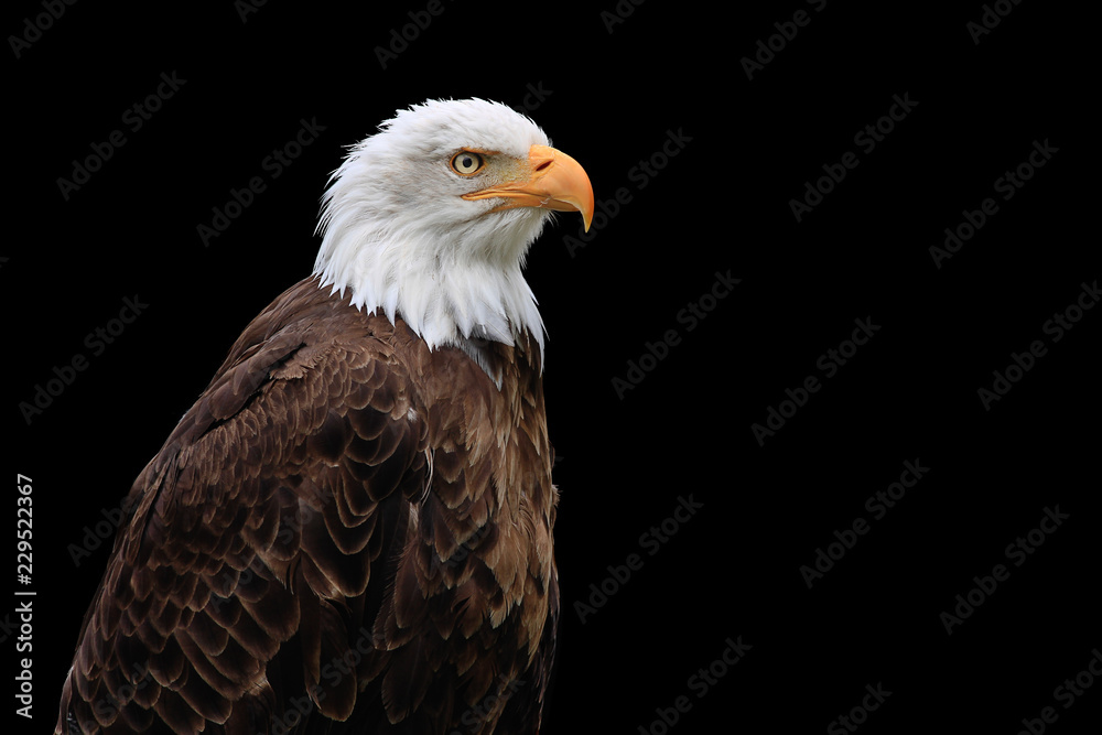Fototapeta premium Weißkopfseeadler