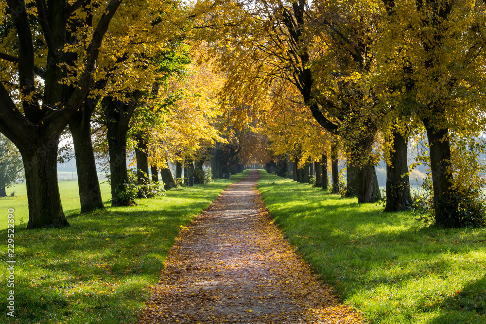 Spaziergang durch die Baumallee im Herbst