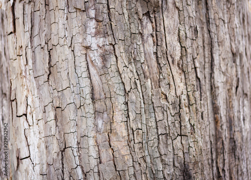 Dry brown tree bark texture background